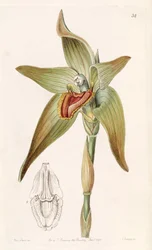 Ida gigantea or Sudamerlycaste gigantea